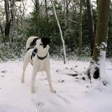 Joop's Dog Log - Monday Feb 01