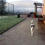 Joop's Dog Log - Tuesday Jan 27