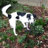 Joop's Dog Log - Tuesday Feb 17