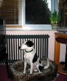 Joop's Dog Log - Wednesday Jan 14