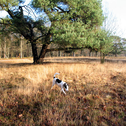 Joops Dog Log - Monday Jan 12