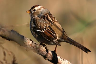 Img_5928White-throated Sparrow.jpg