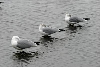 Img_1376Gulls.jpg