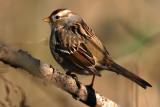 Img_5928White-throated Sparrow.jpg