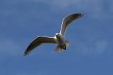 Img_2142Gull.jpg