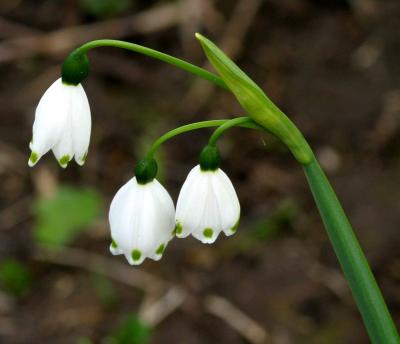 IMG_2860 flowers.jpg