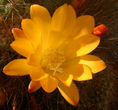 IMG_2876flowers.jpg