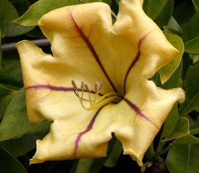 IMG_2858 flowers.jpg