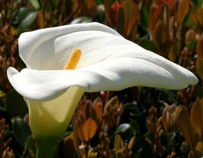 IMG_2984flowers.jpg