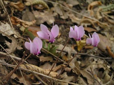 Waldblumen, Monte Voltraio