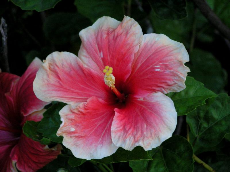 Hibiscus.jpg