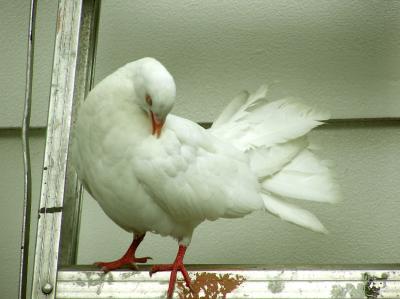 Pigeon 1.jpg