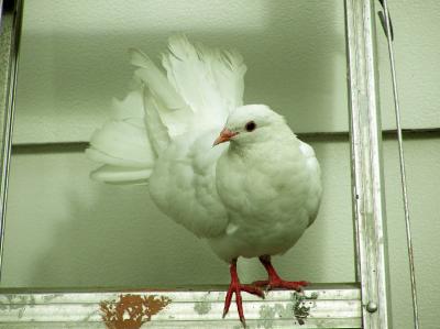Pigeon 2.jpg