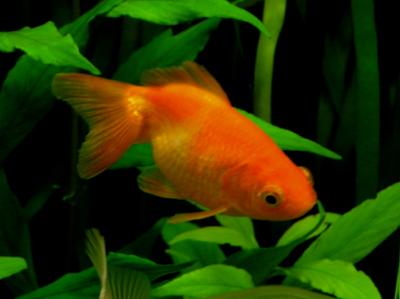 Fish 1.jpg