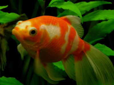 Fish 2.jpg