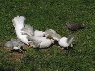u40/hfalkner/medium/26255847.7doves.jpg