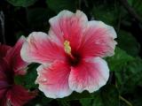Hibiscus.jpg