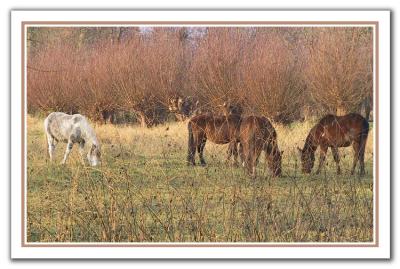 Horses