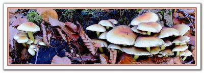 Mushrooms and Mushrooms