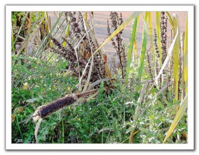 Sleeping Cattail
