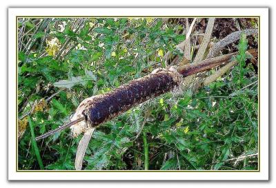 Sleeping Cattail I