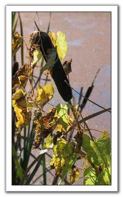 Struggle of a Cattail