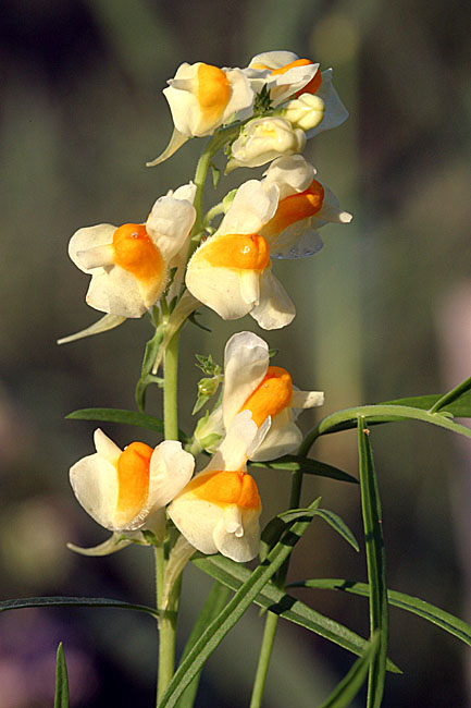 Linaria vulgaris<br>Yellow Toadflax<br>Vlasbekje