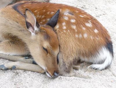 miyajima.deer.napping.jpg