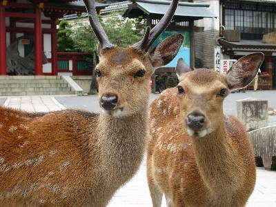 miyajima.deer.jpg
