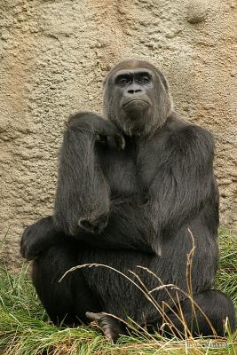 Gorilla