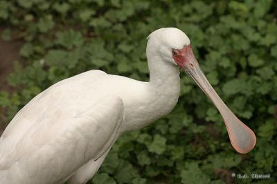 Spoonbill