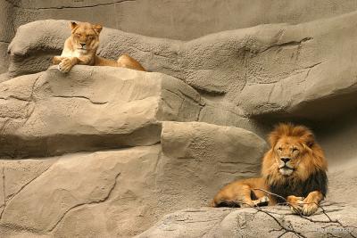 Lion Couple