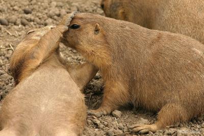 Prairie Dogs Playing