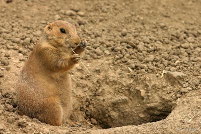 Prairie Dog 1