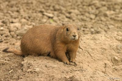 Prairie Dog 2