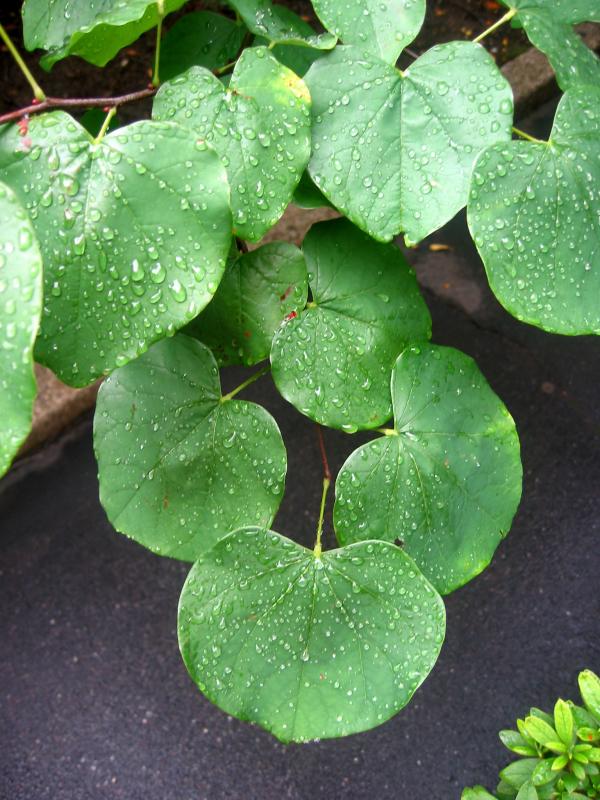 Red Bud Tree Leaves in August WSVG