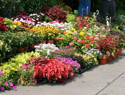 Flower Market at Greenwich Avenue & Sixth Avenue