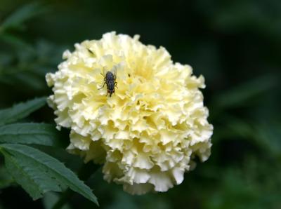 Fly on a White Marigold