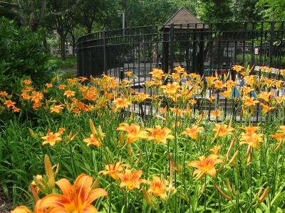 Day Lilies in Bloom