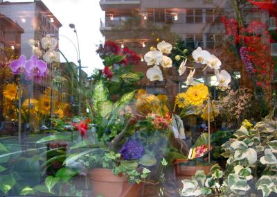 Florist's Window - Reflections 