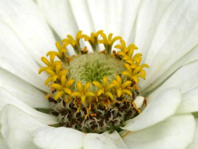 Crown of a White Zinnia