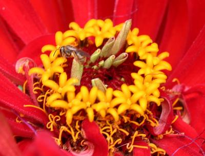 Crown of a Red Zinnia