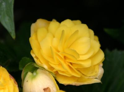 Yellow Begonia