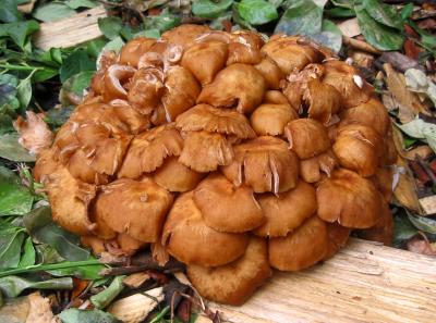Mushrooms WSP