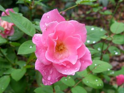 Pink Rose after the Rain