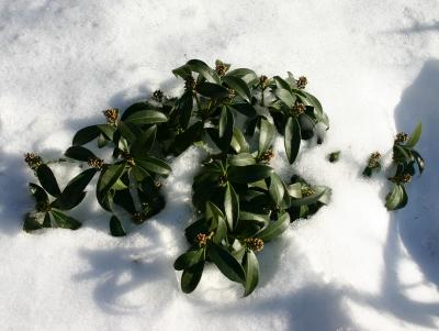 Rhododendron in Snow NYU