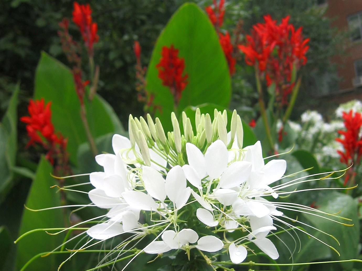 White Cleome & Red Indian Shot