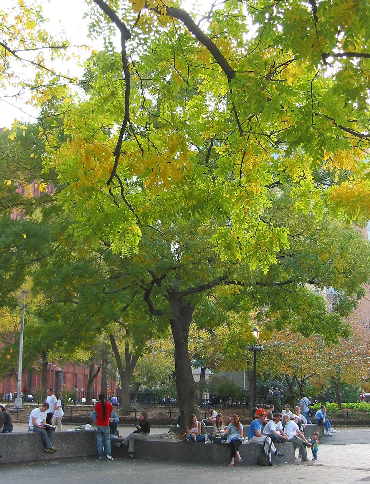 Japanese Pagoda Tree