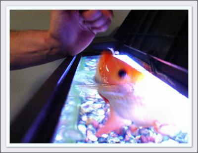 u40/hlsweeney/medium/39303518.020105_TP_Big_Fish.jpg