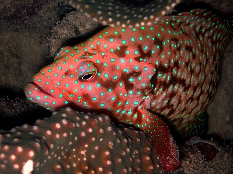 PAPUA NEW GUINEA - UNDERWATER IMAGES